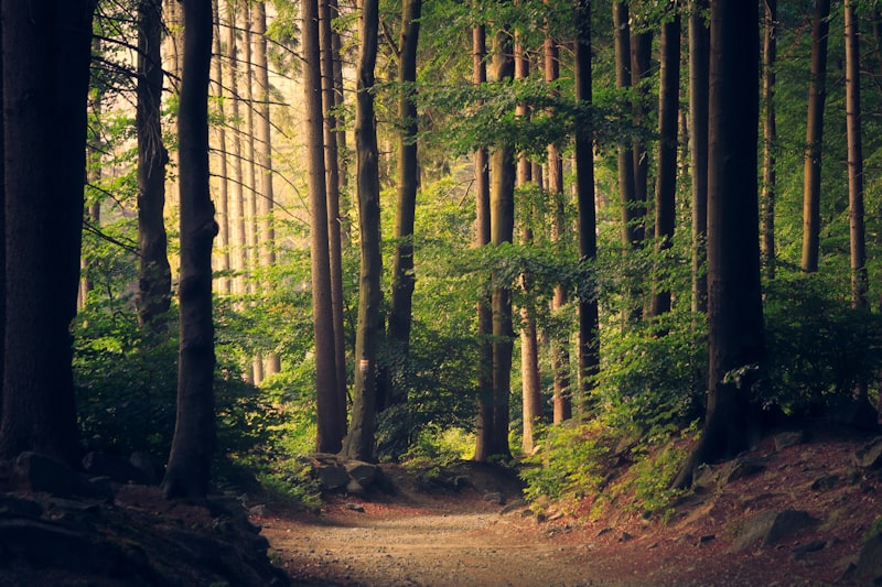 Carbon credit trading